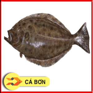 CÁ BƠN