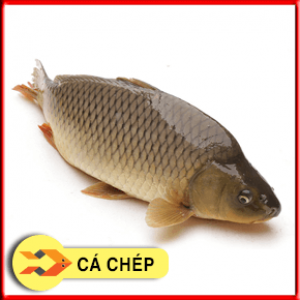 CÁ CHÉP ĐỒNG