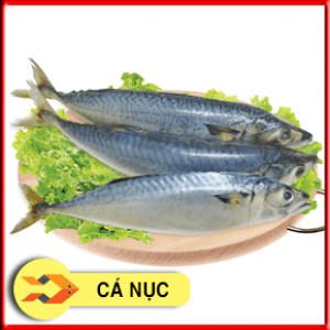 CÁ NỤC